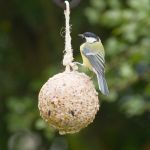 Fågelmat stor talgboll med insekter 450 g